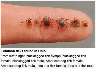 Six ticks lined up on a finger, labeled common ticks found in Ohio.