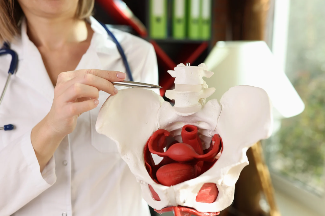 Medical professional pointing to pelvic anatomy model