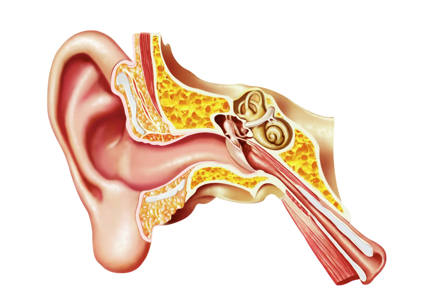 vA cross-sectional illustration of the human ear, highlighting the inner ear structures related to balance and hearing.