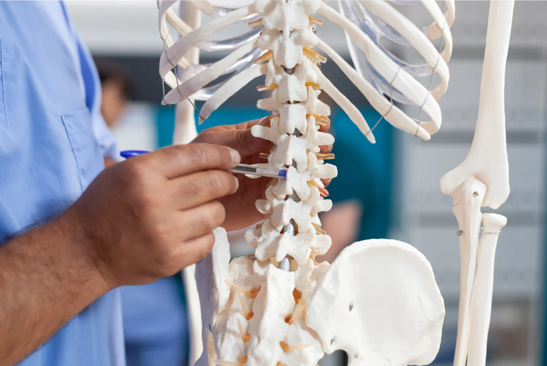 Medical professional pointing to spine on skeletal model