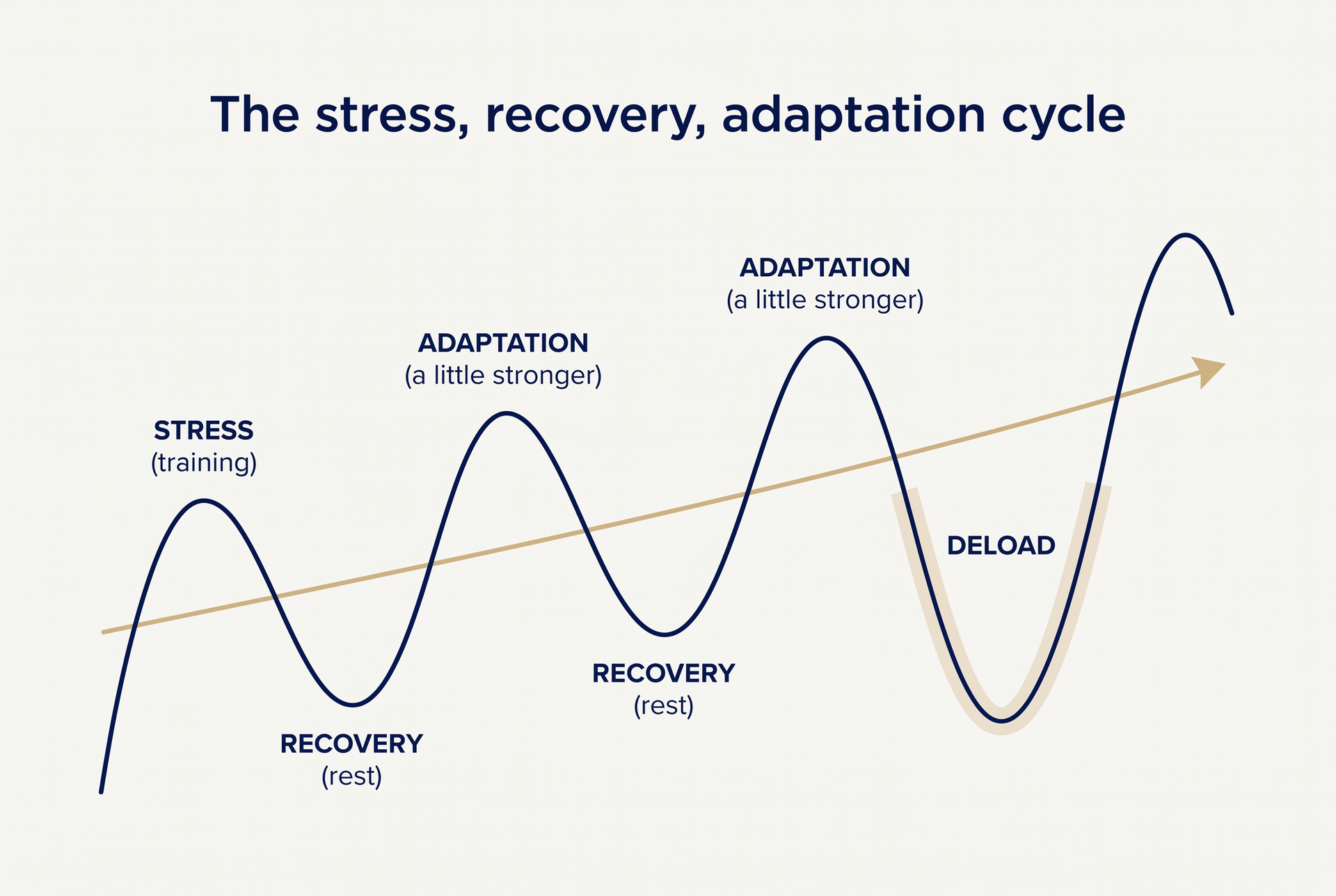 A simple cycle diagram showing how training stress, then recovery, then adaptation lead the body back a little stronger.
