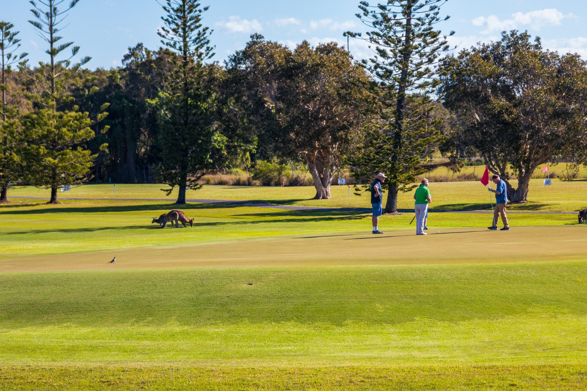 Golf Yamba Golf & Country Club