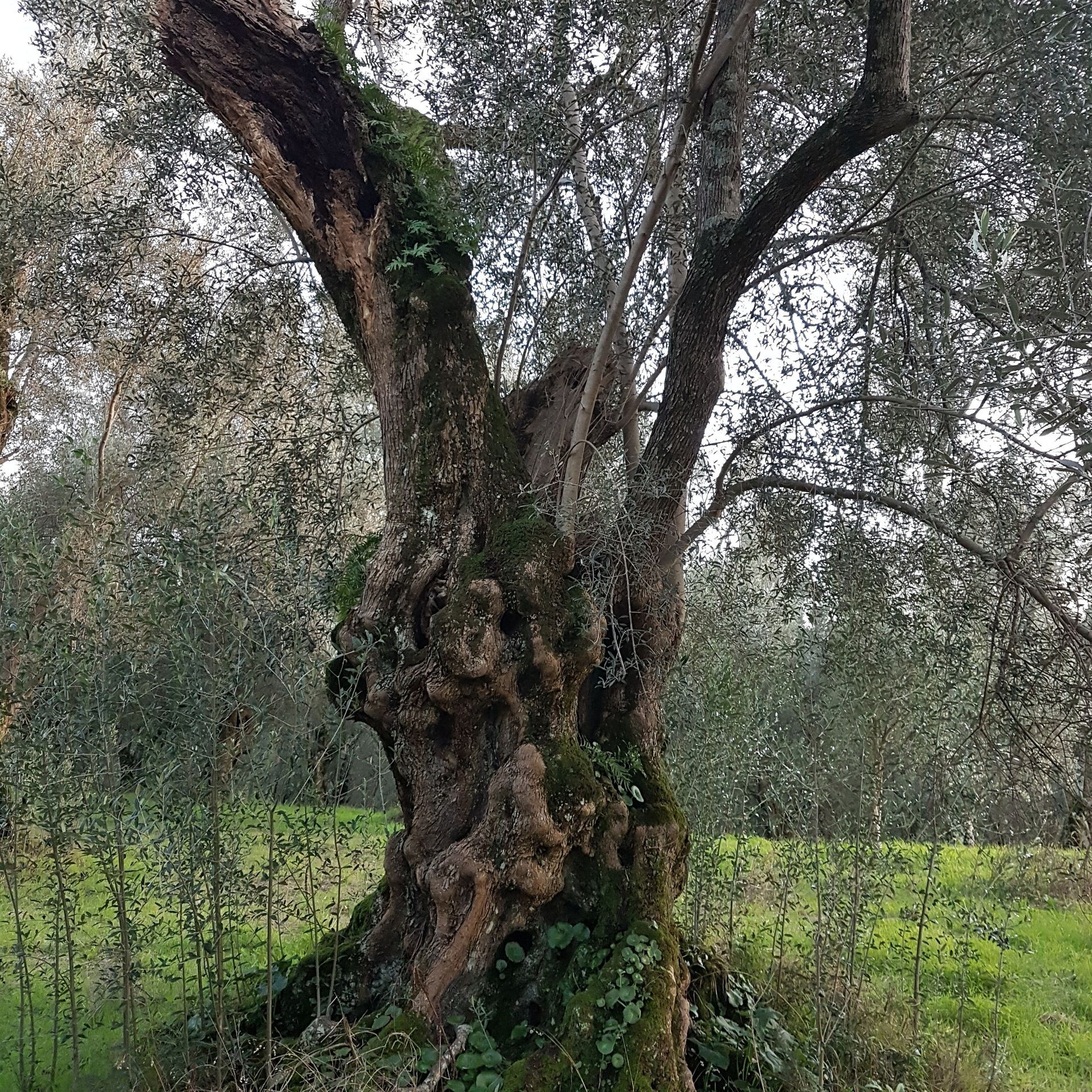 A large tree covered in moss stands in the middle of a field.