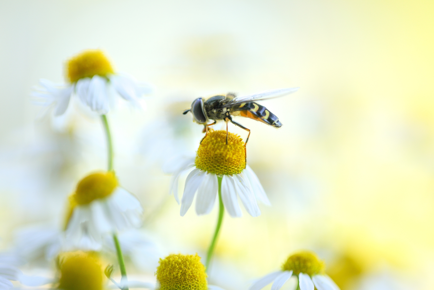 A bee is sitting on top of a white flower.