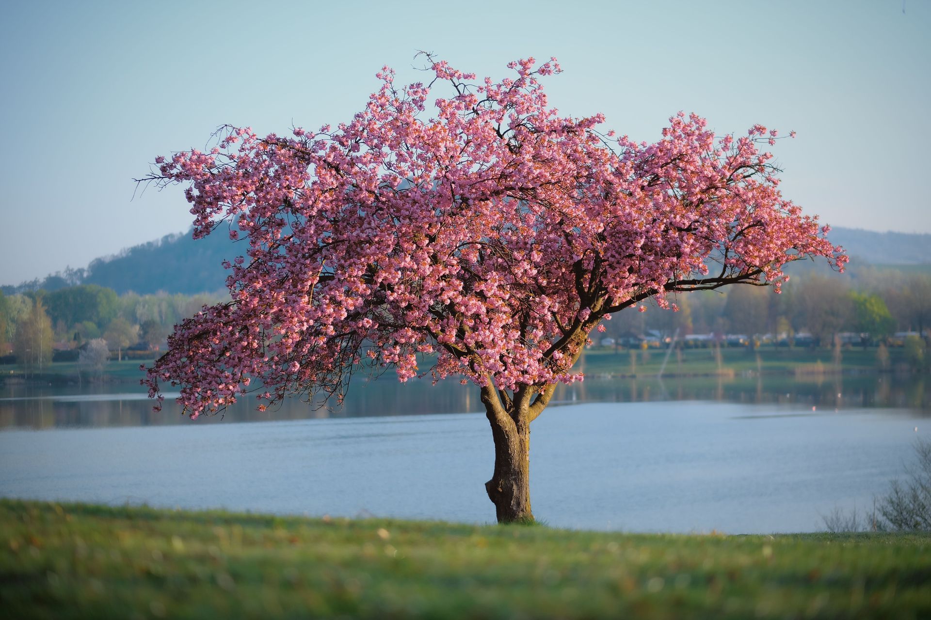beautiful tree that resembles cherry blossoms