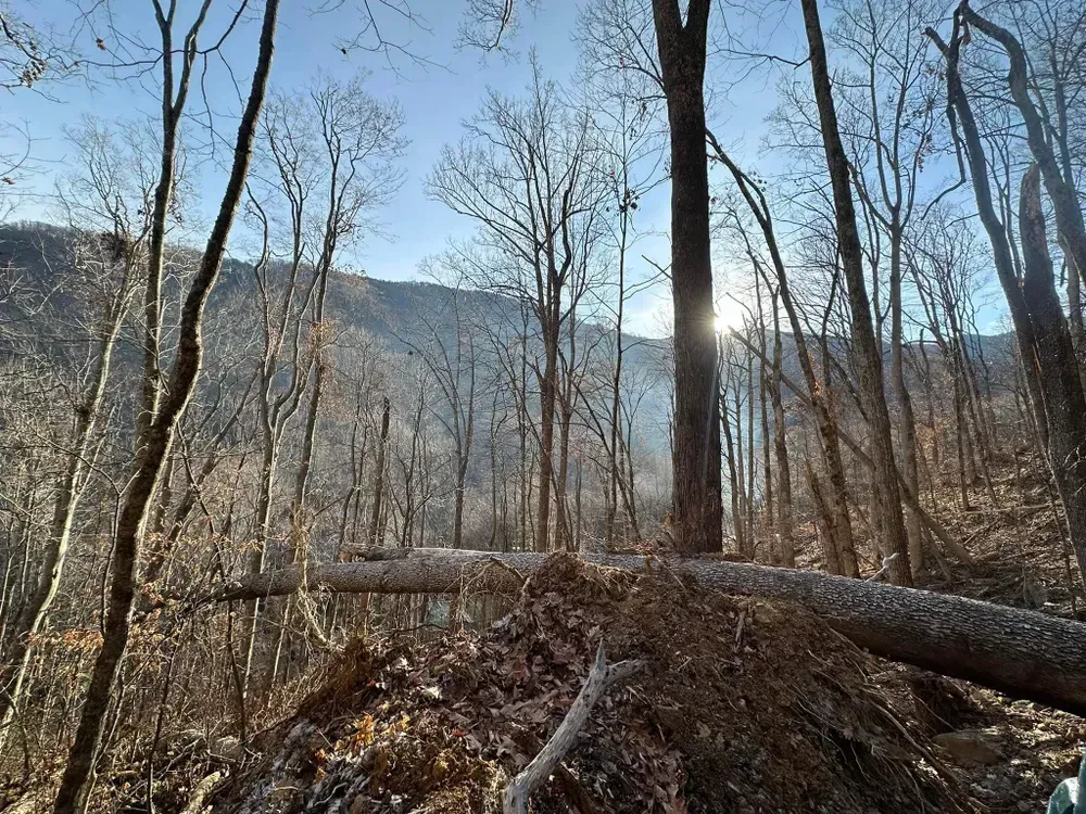 The sun is shining through the trees in the woods.