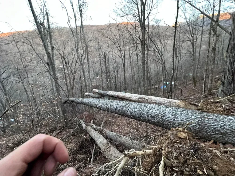 A person is standing next to a pile of fallen trees in the woods.