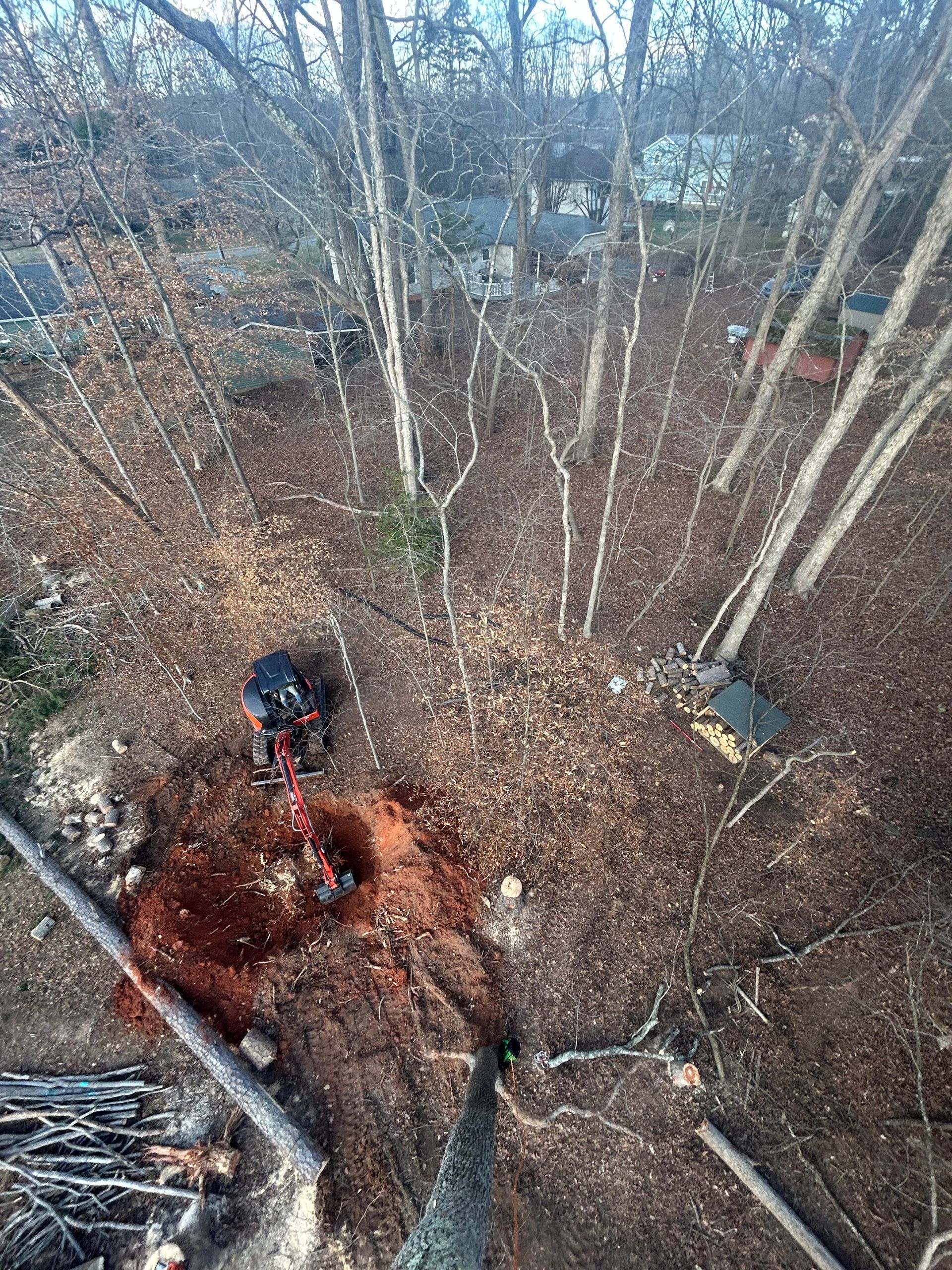 An aerial view of a tree stump in the middle of a forest.