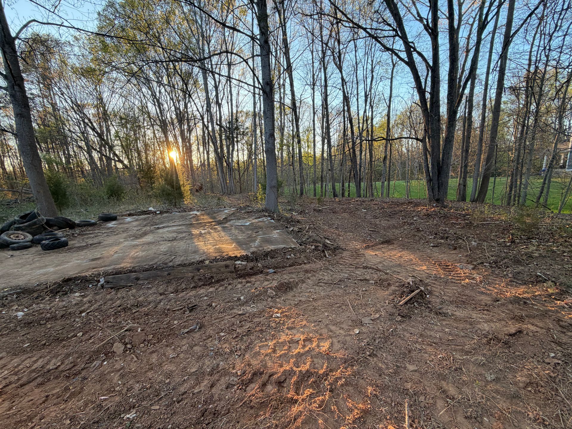 Sunlit woodland clearing with bare trees, dirt ground, and scattered brush at sunset