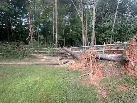 A pile of fallen trees in a yard next to a wooden fence.