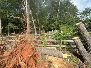 A pile of fallen trees in a forest with a fence in the background.