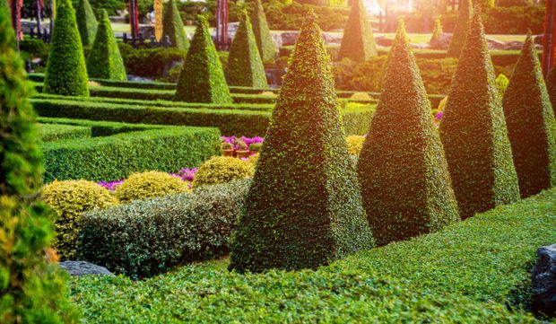 Trimmed trees and bushes