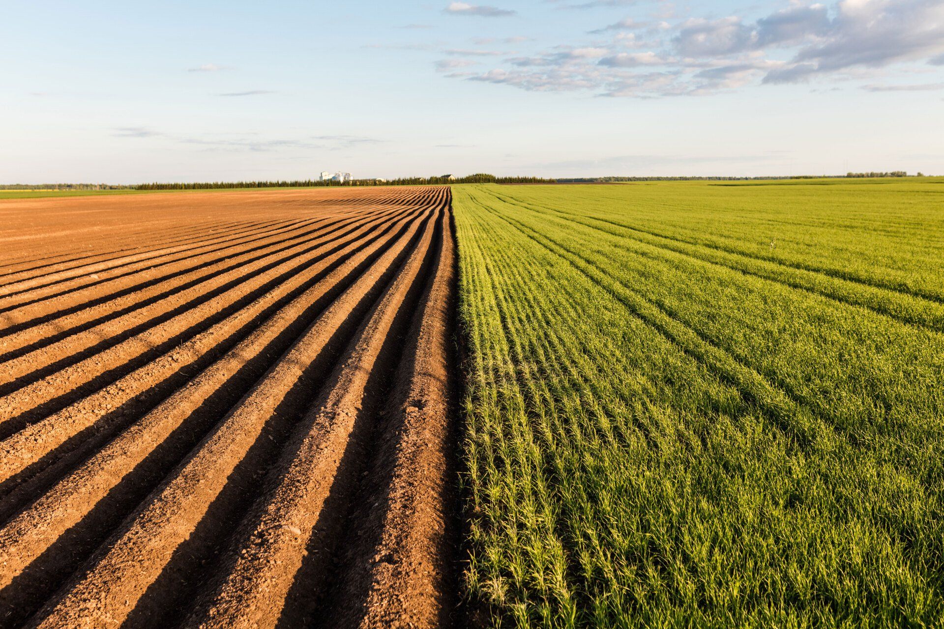 Field half tilled and other half with crops