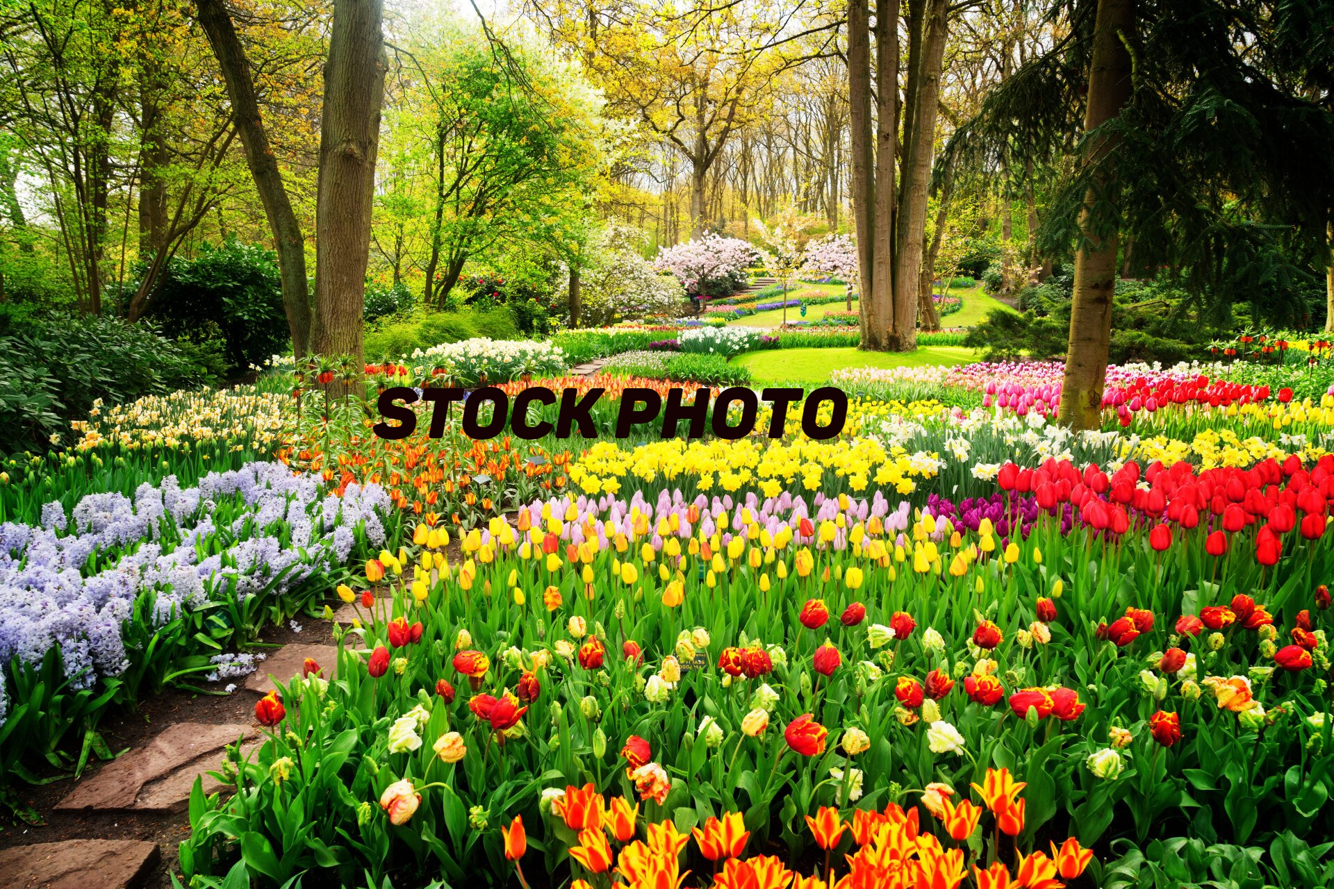 Lotus garden