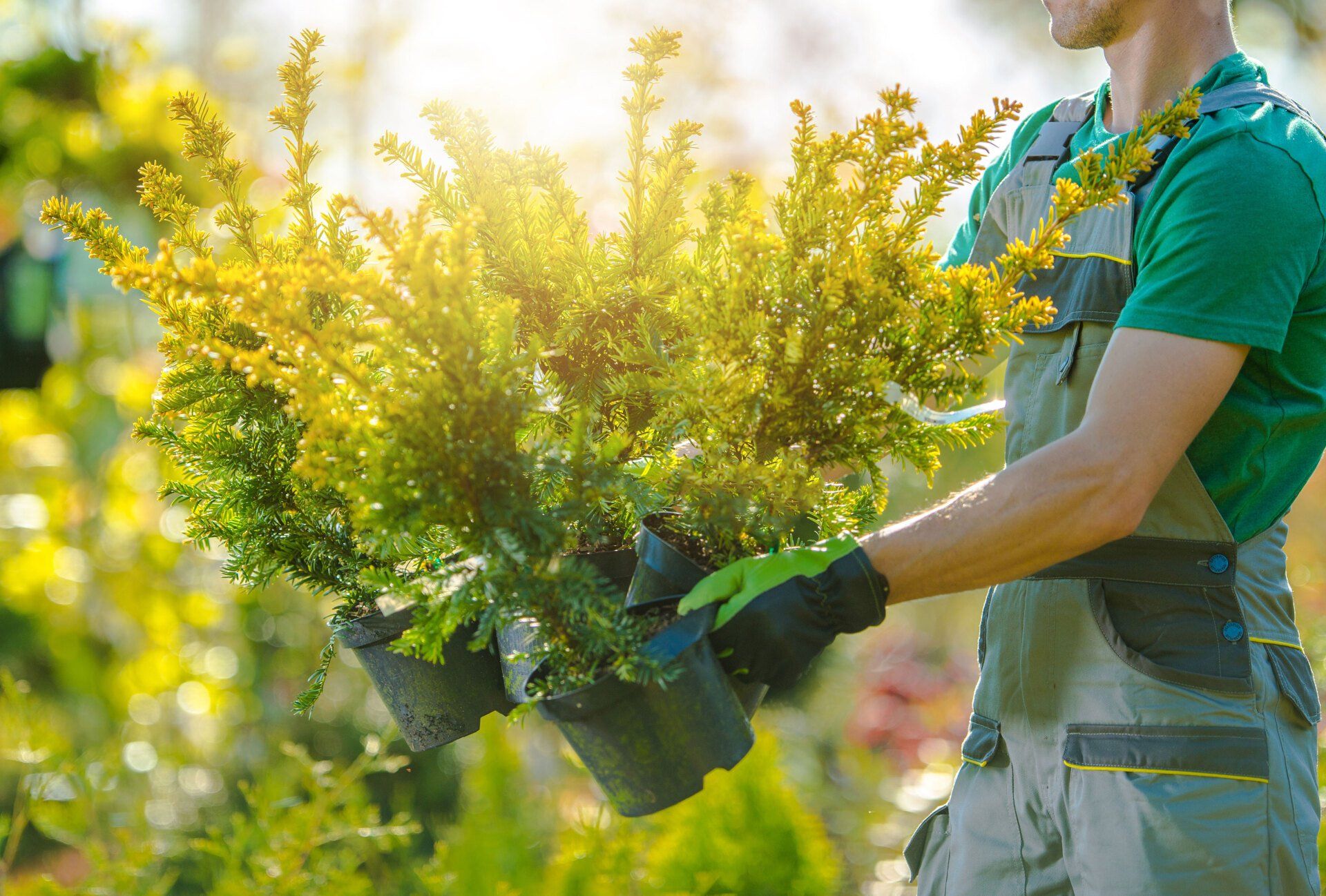 Worker replanting shrubs