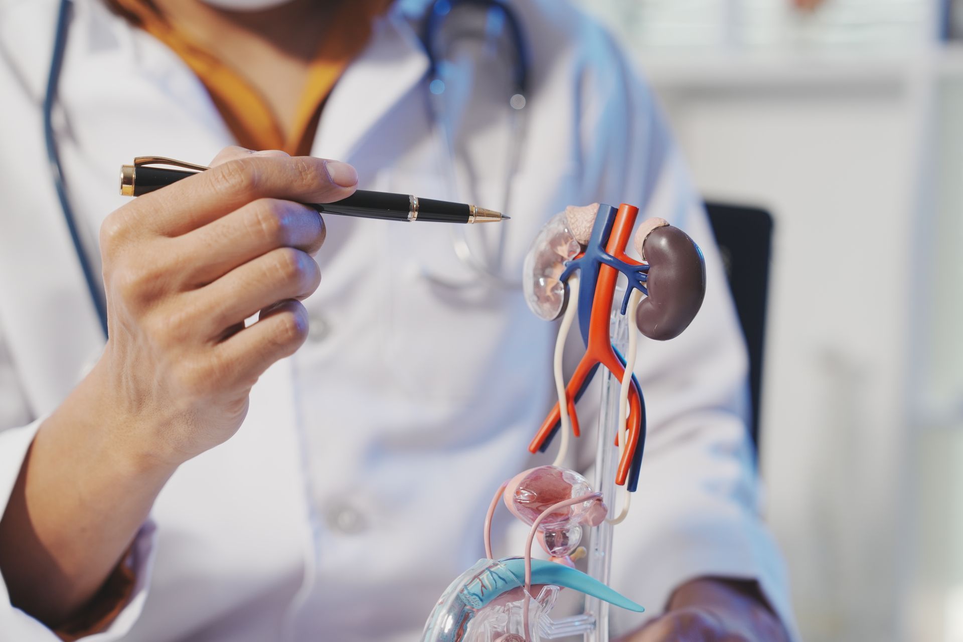 Medical professional using an anatomical model of the kidneys and urinary system.