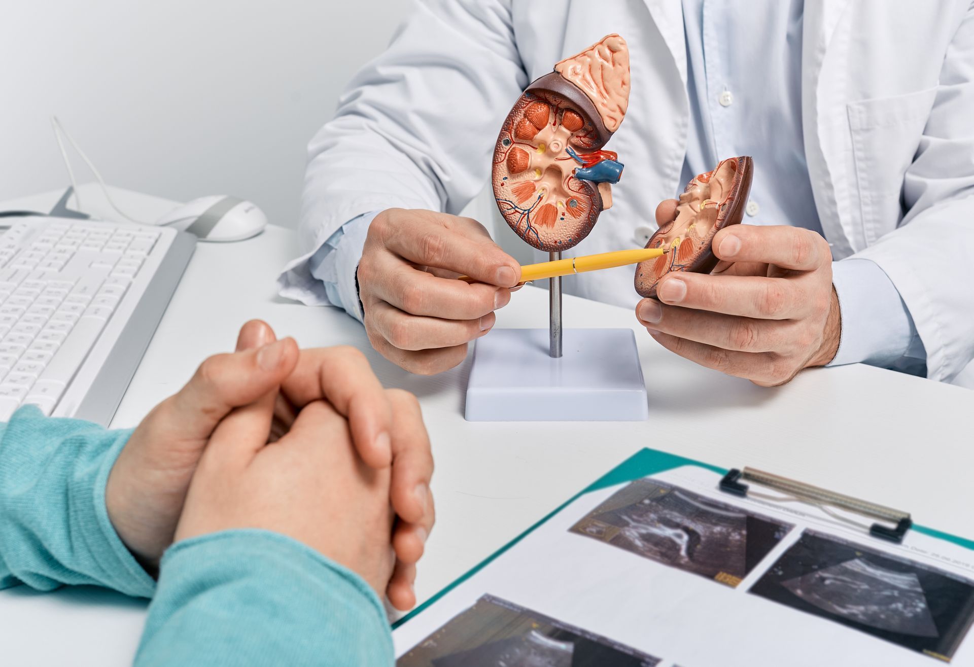 Doctor explaining kidney transplant eligibility using an anatomical kidney model during consultation