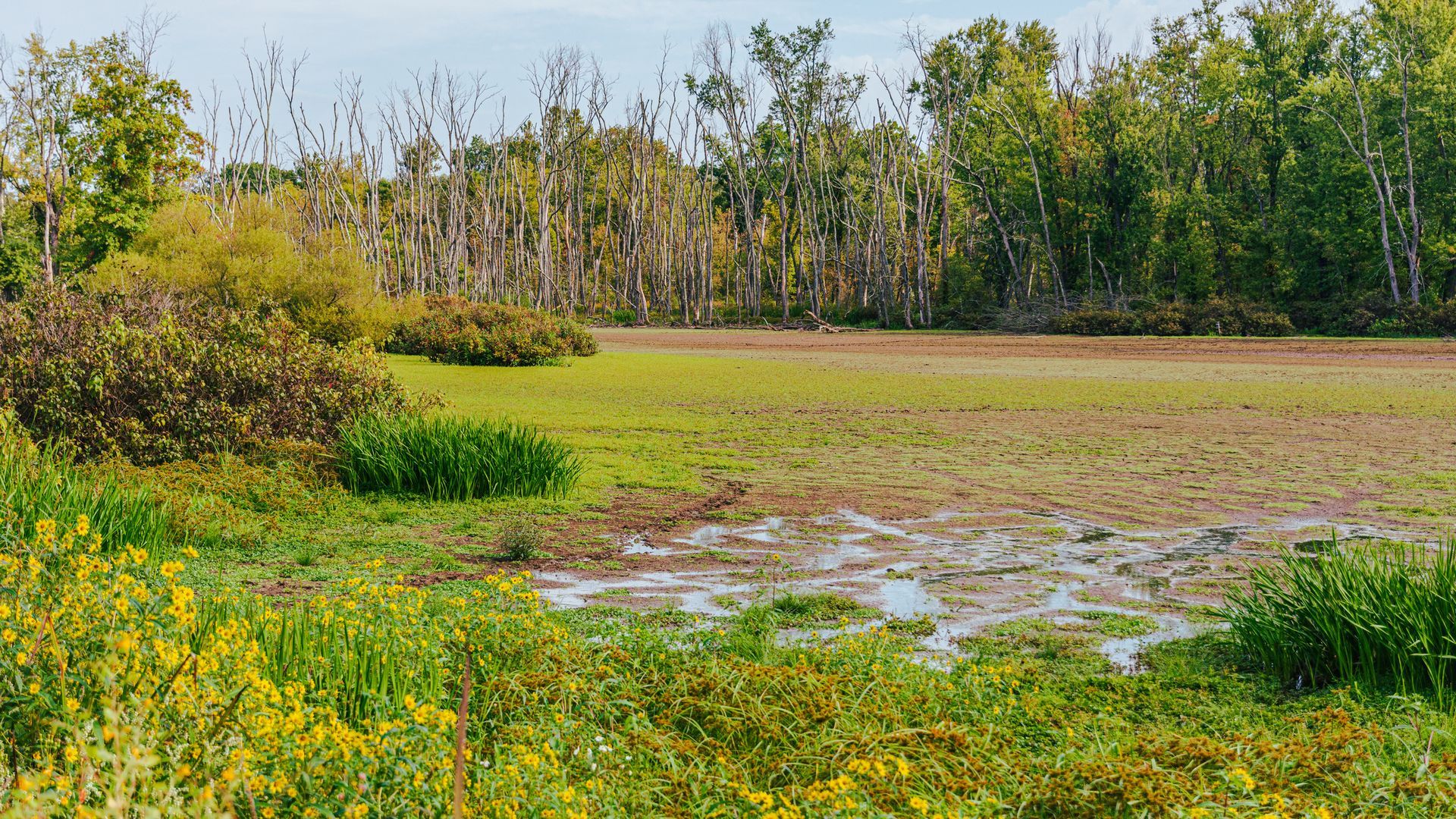 A muddy field with trees in the background and yellow flowers in the foreground.
