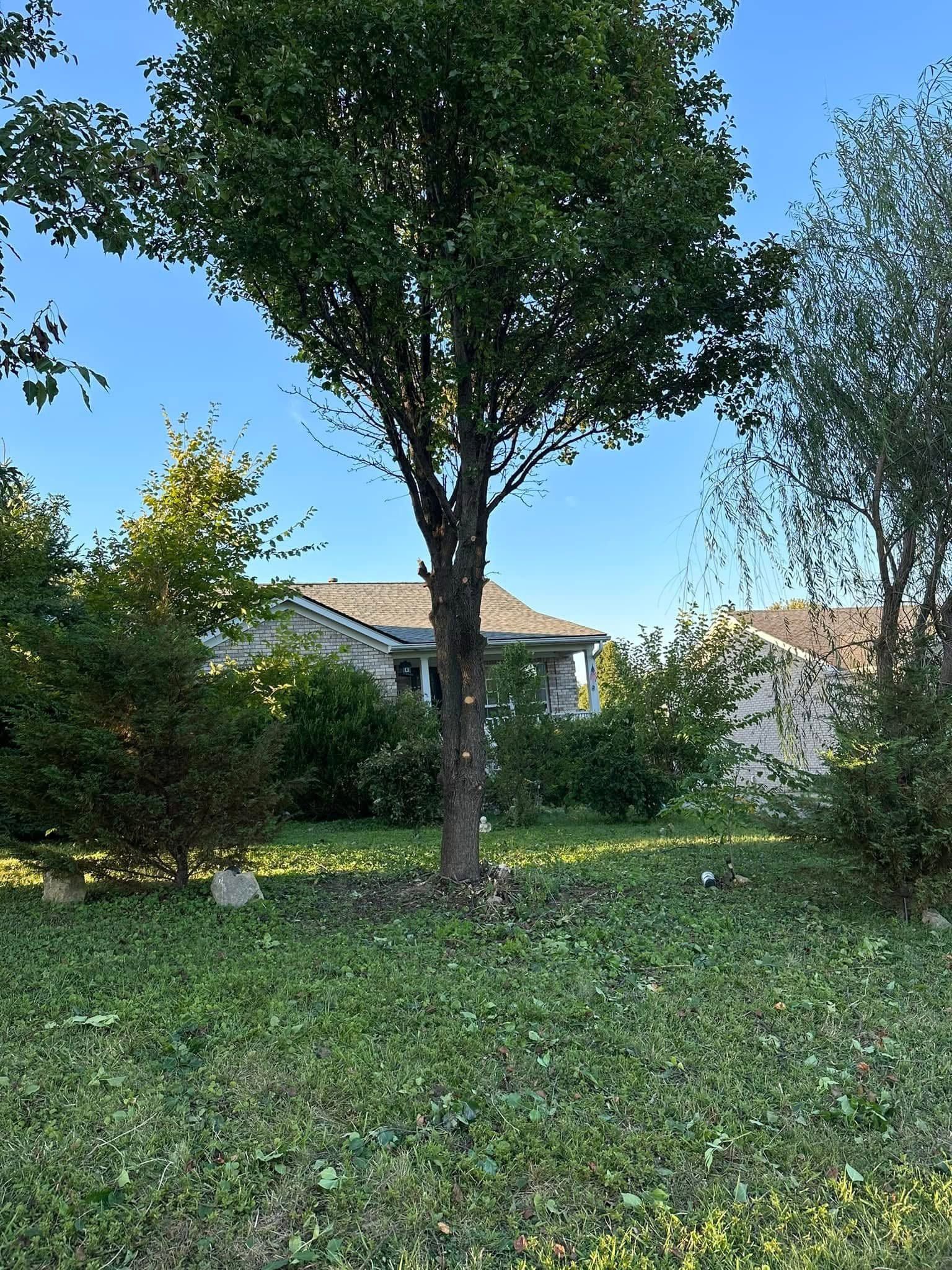 Backyard with a tall tree, green grass, bushes, and a house under a clear blue sky