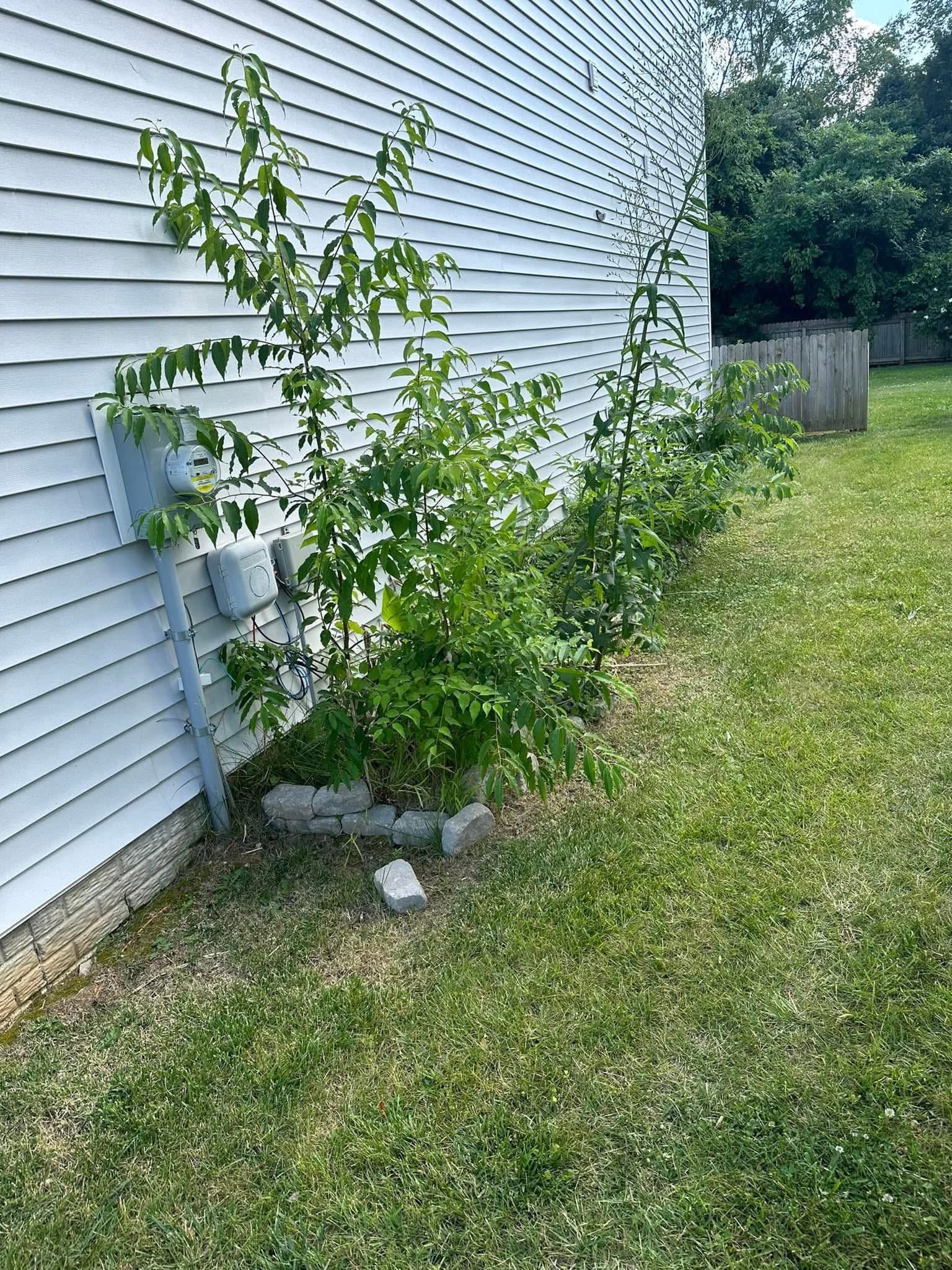 Small green shrub growing beside a white house on a grassy lawn.
