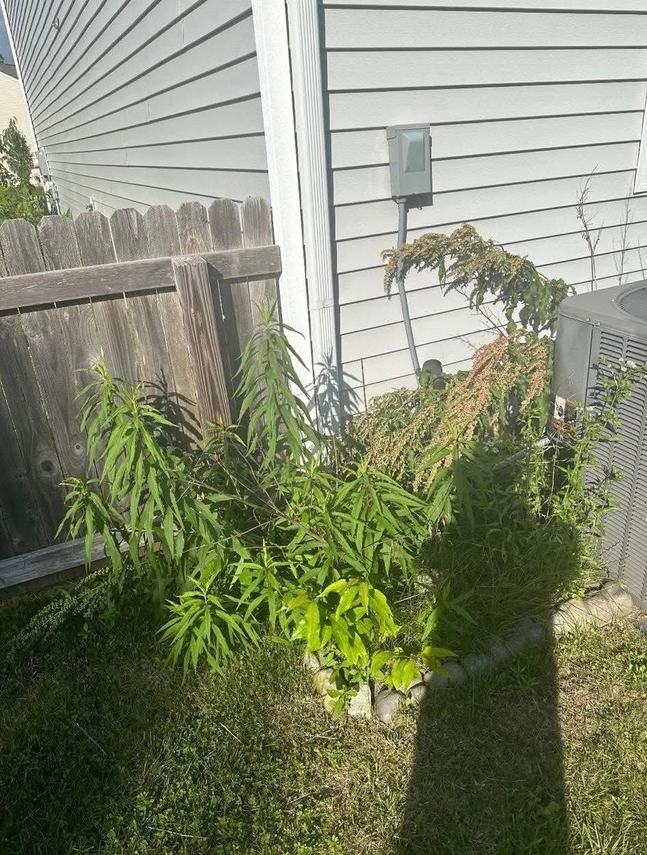 Backyard corner with overgrown shrubs, a fence, house siding, and an air conditioner unit in sunlight