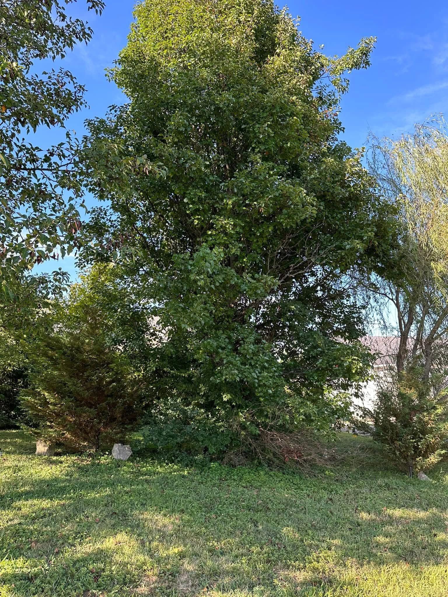 Large leafy green tree in a grassy field under a blue sky