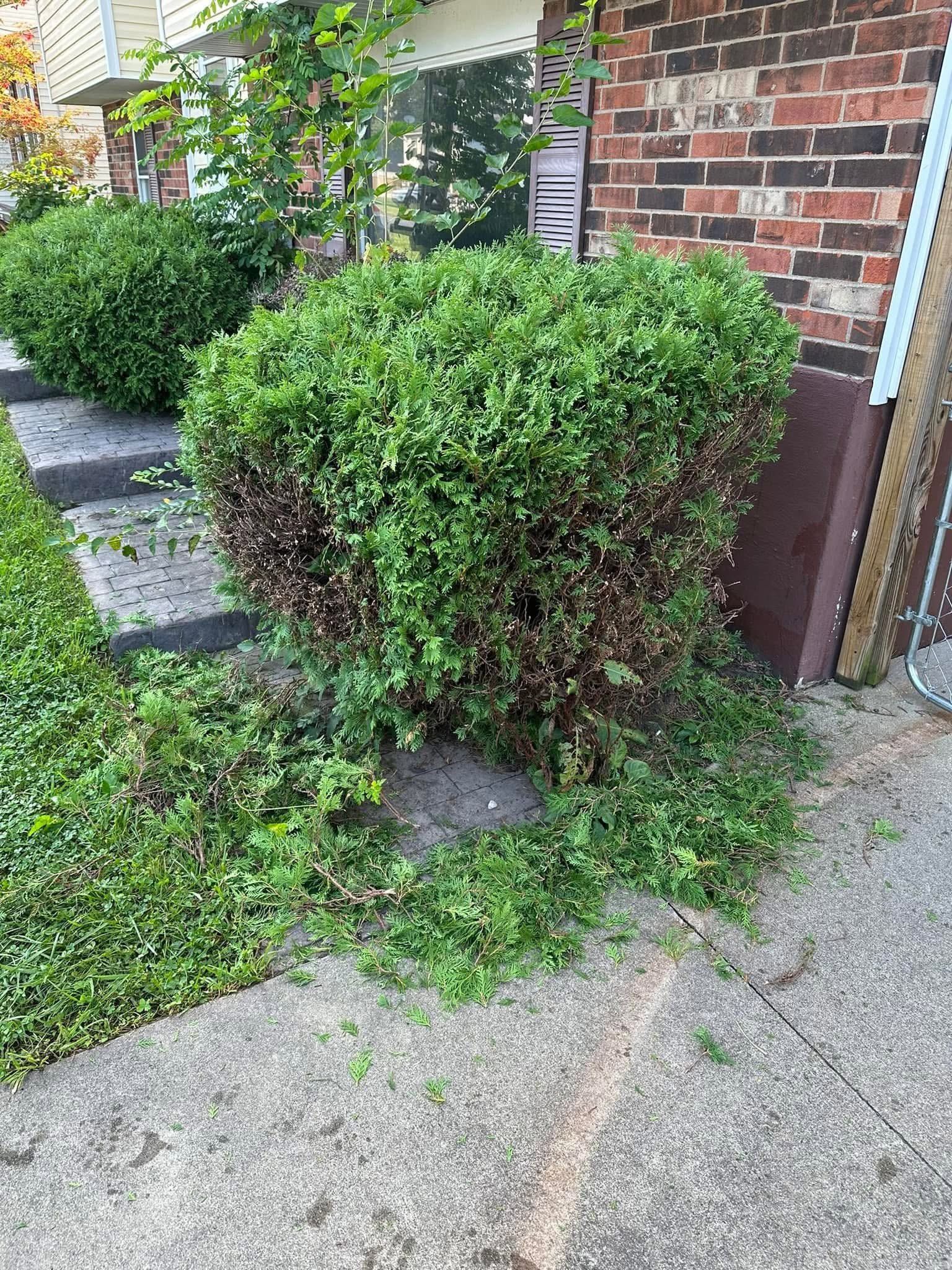 Front yard with a trimmed green bush beside a brick house and concrete walkway
