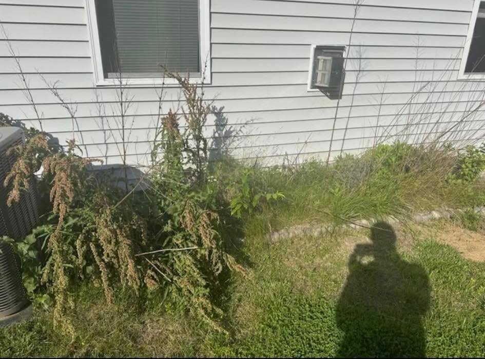 House siding with overgrown weeds and a wall-mounted meter box, with a person’s shadow on the grass.