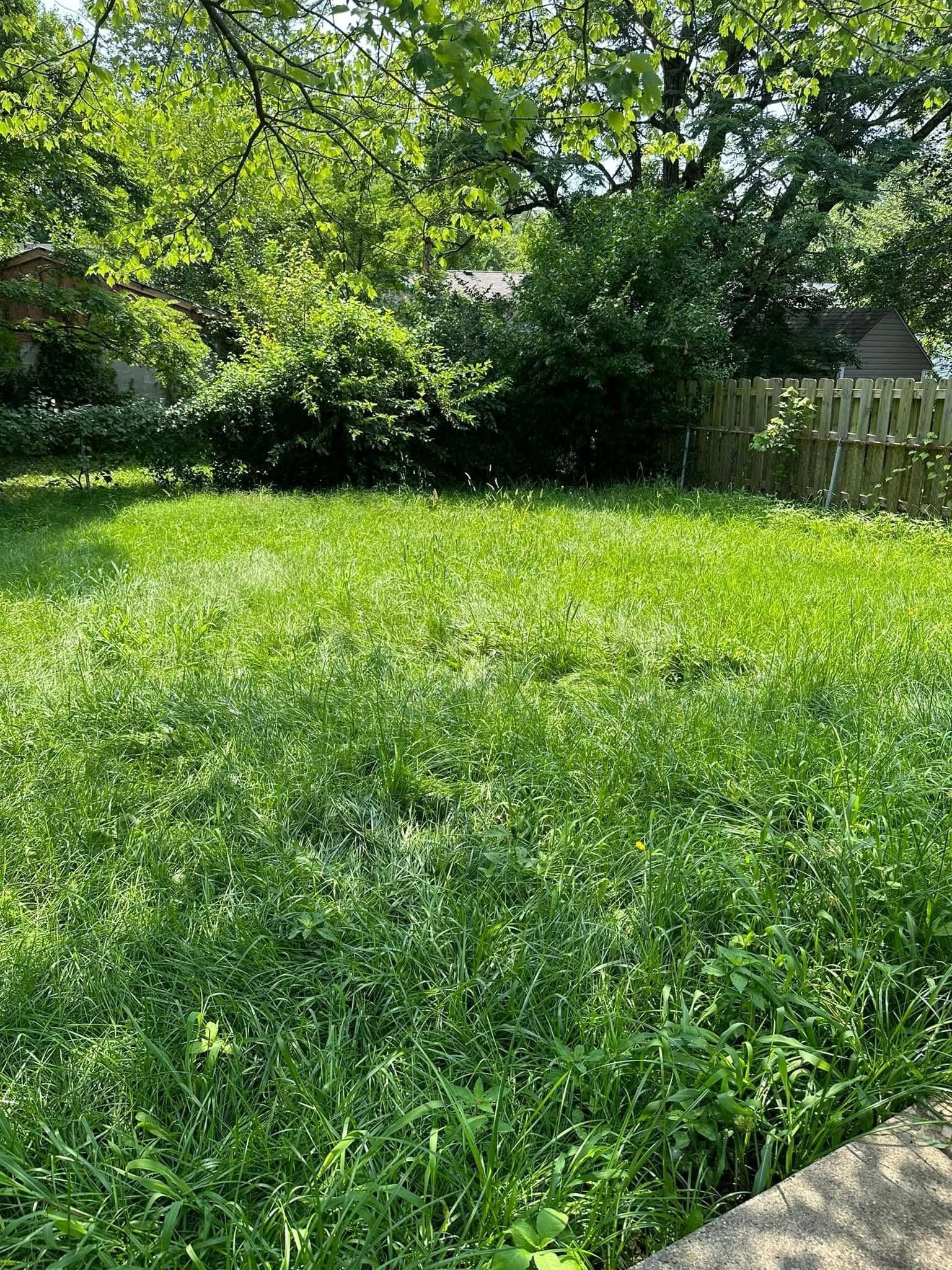 Sunny backyard with lush green grass, trees, and a wooden fence.