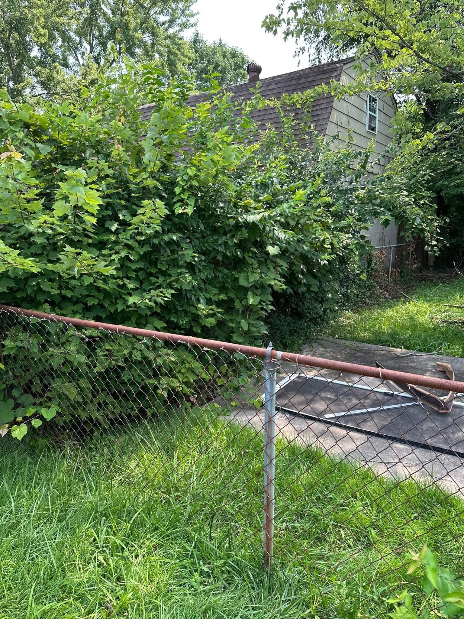 Overgrown yard with dense green bushes, a rusty railing, and a brick building in the background.