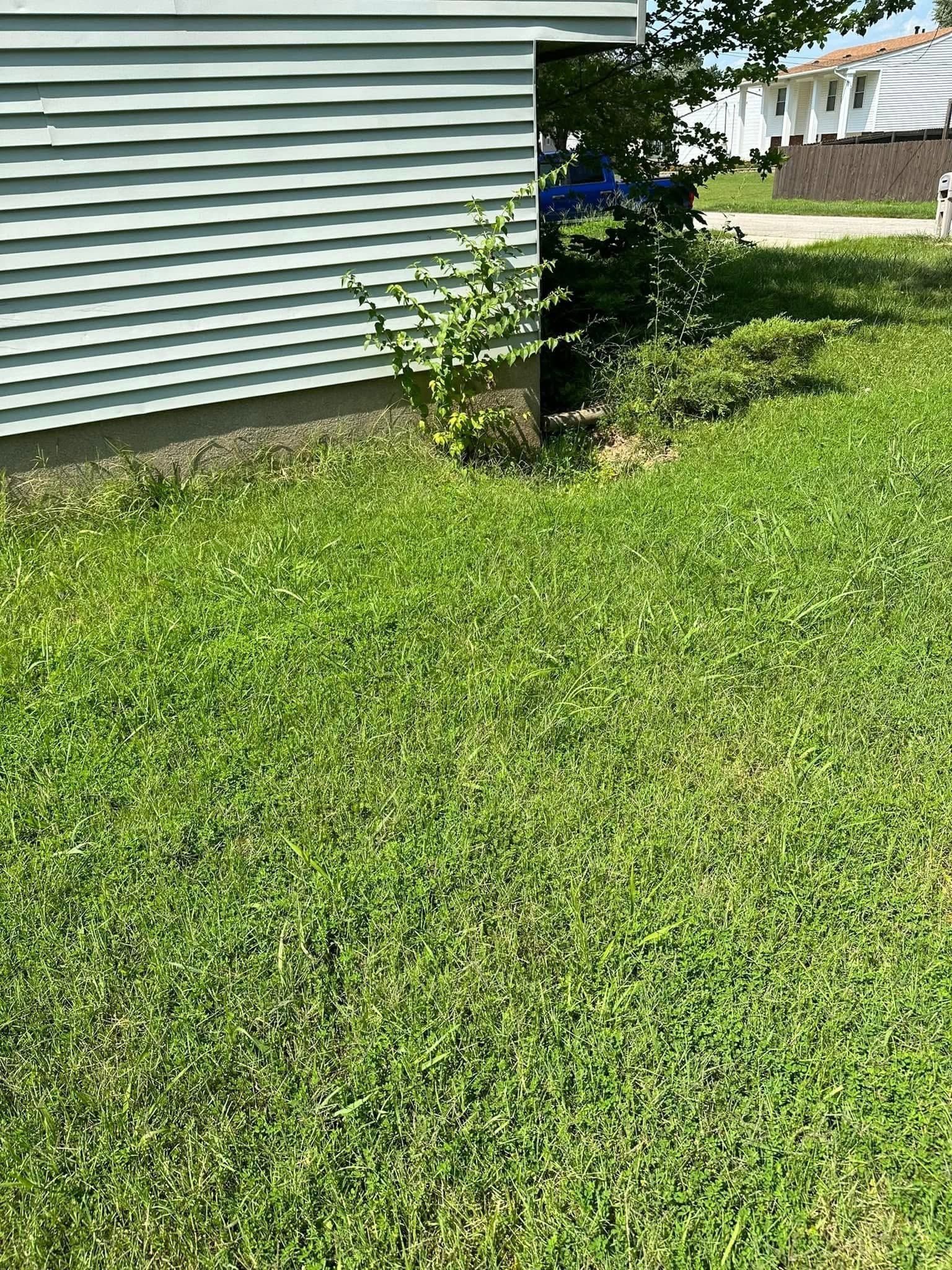 Small tree beside a house with white siding, surrounded by a green lawn.