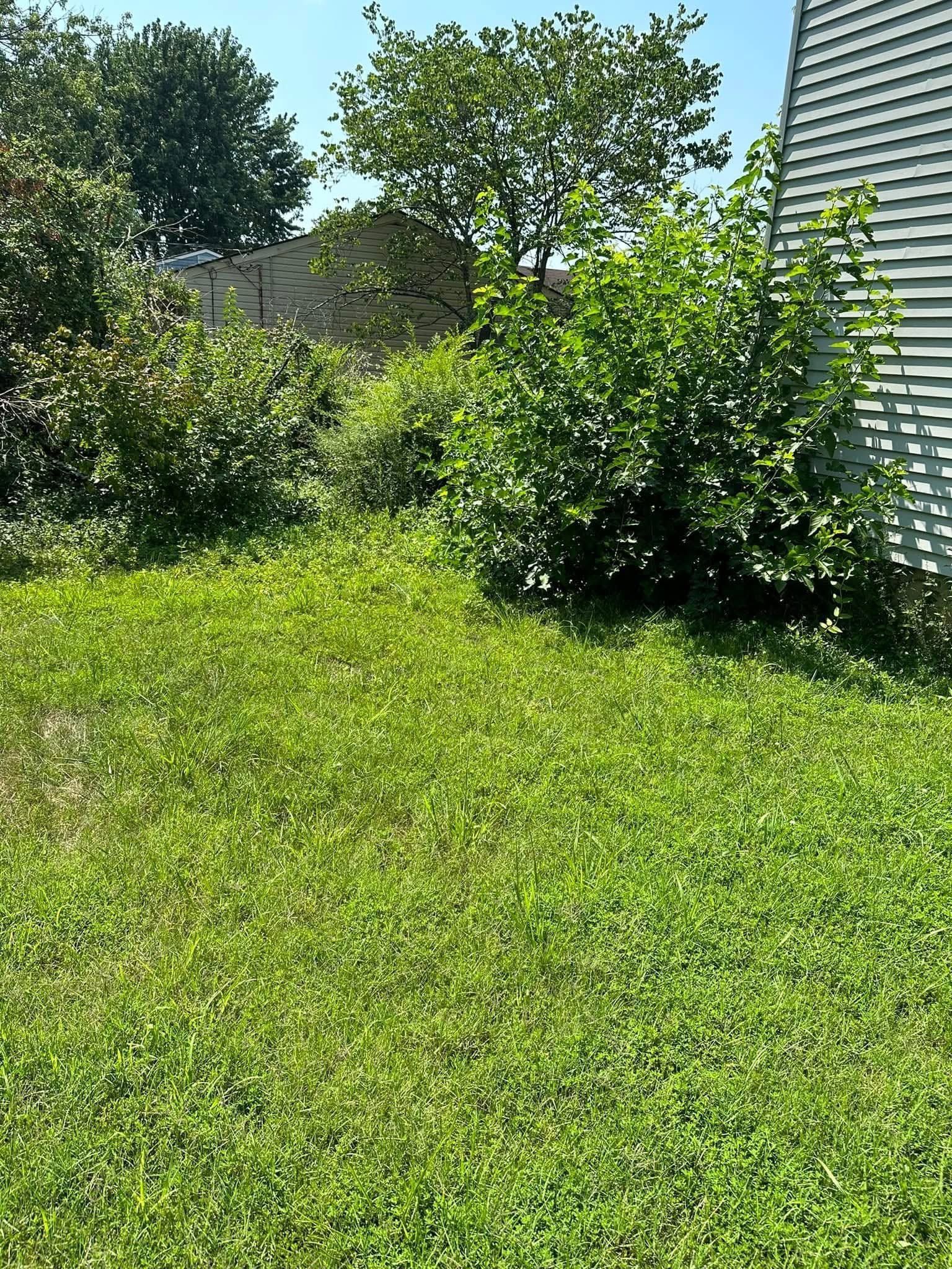 Sunny backyard with green lawn, leafy bushes, and a white house visible at the edge