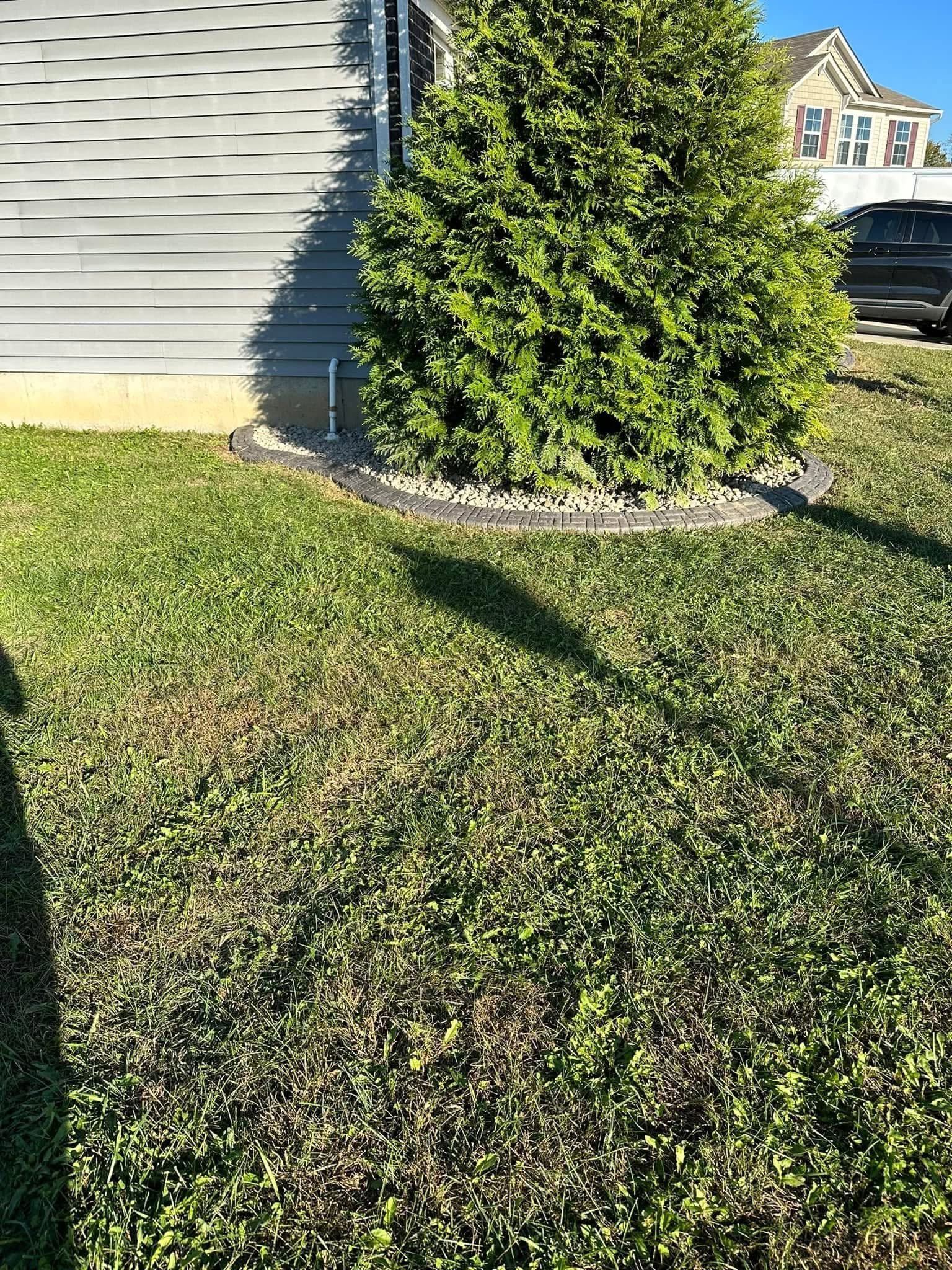 House siding with a neatly trimmed shrub and green lawn in bright sunlight