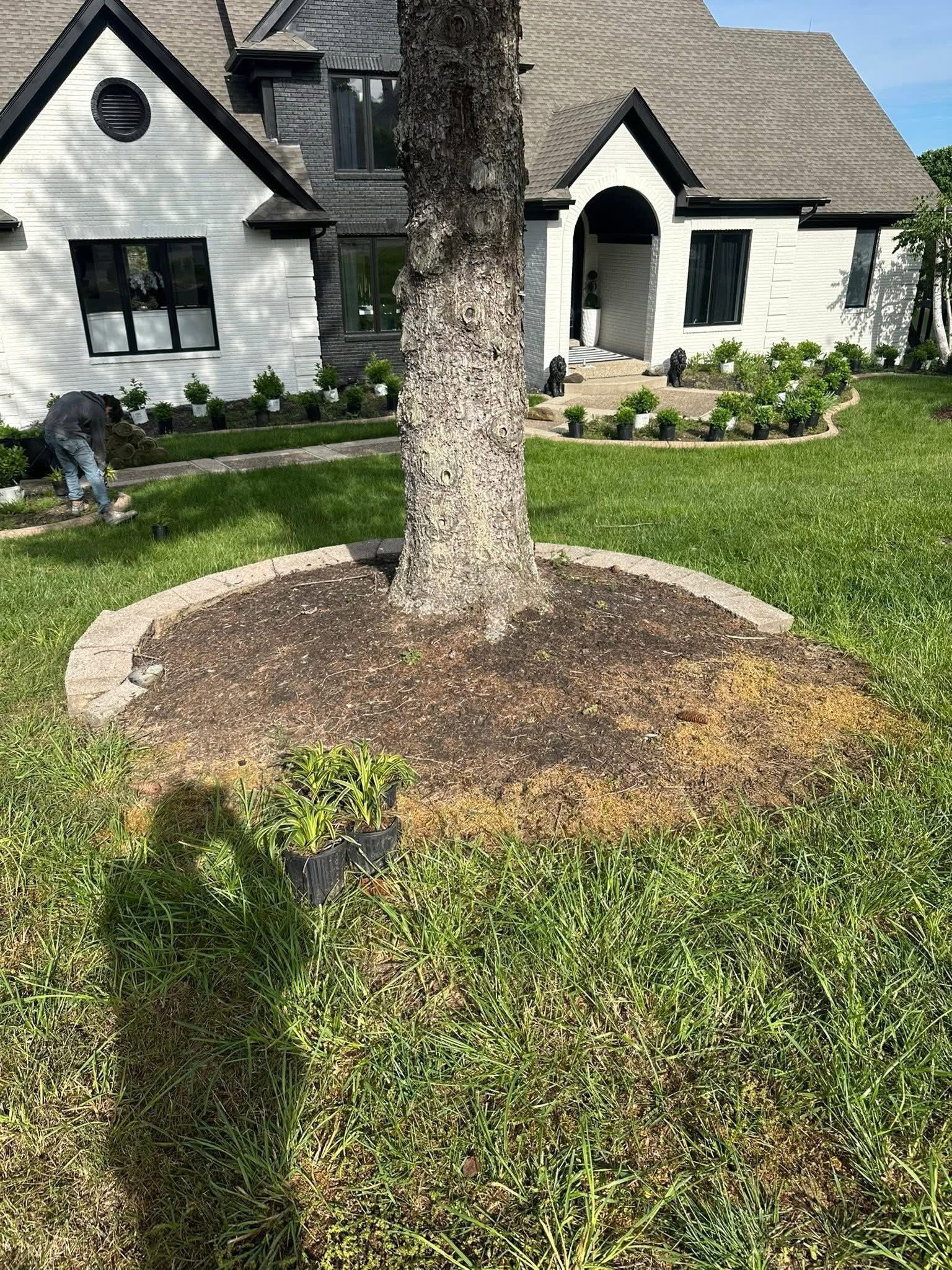Front yard with a tree in a mulched bed in front of a white house with black trim.