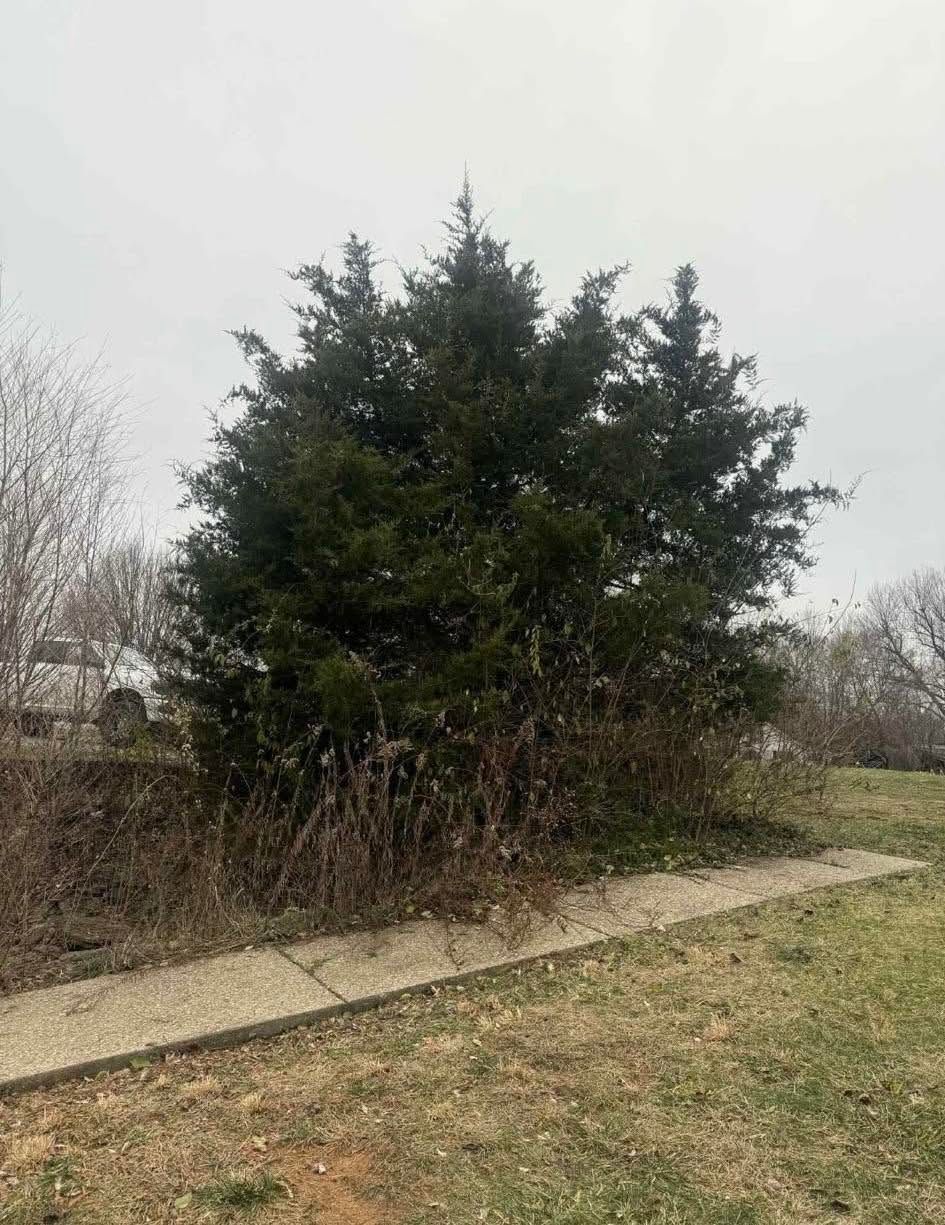 Dark green evergreen shrub beside a sidewalk on a cloudy day
