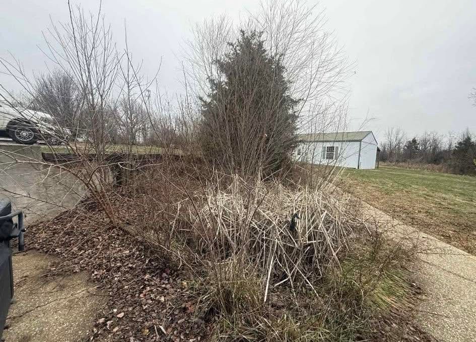 Overgrown brush beside a dirt path, with bare trees and a small white shed in the background.