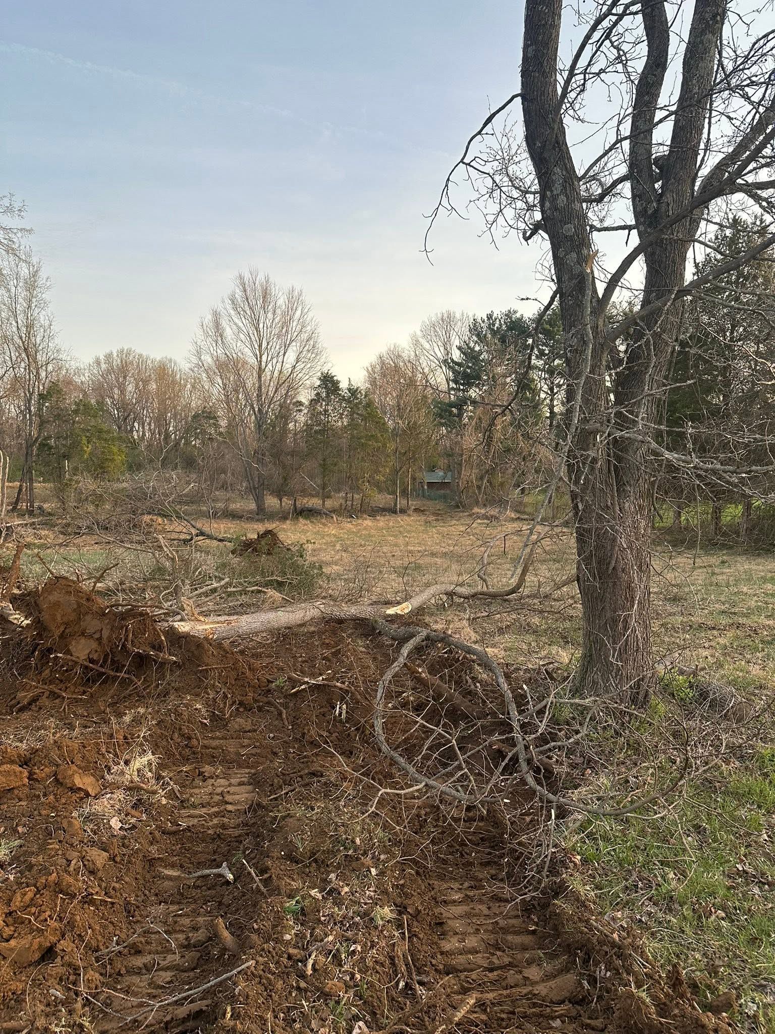 Wooded landscape with leafless trees, dry undergrowth, and a small sign in the distance.