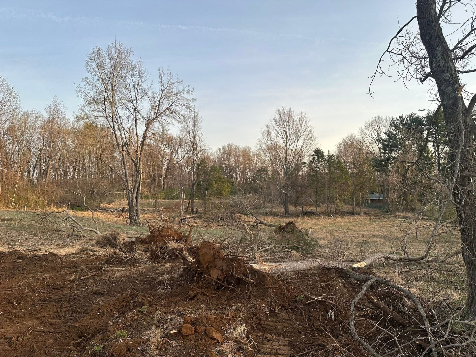 Leafless trees in a dry woodland with a fallen log in the foreground under a pale sky