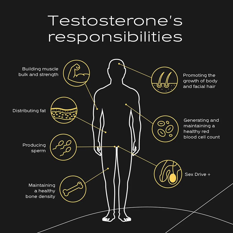 Diagram of a human body highlighting testosterone's responsibilities, including muscle, hair, bone, sperm, and sex drive.
