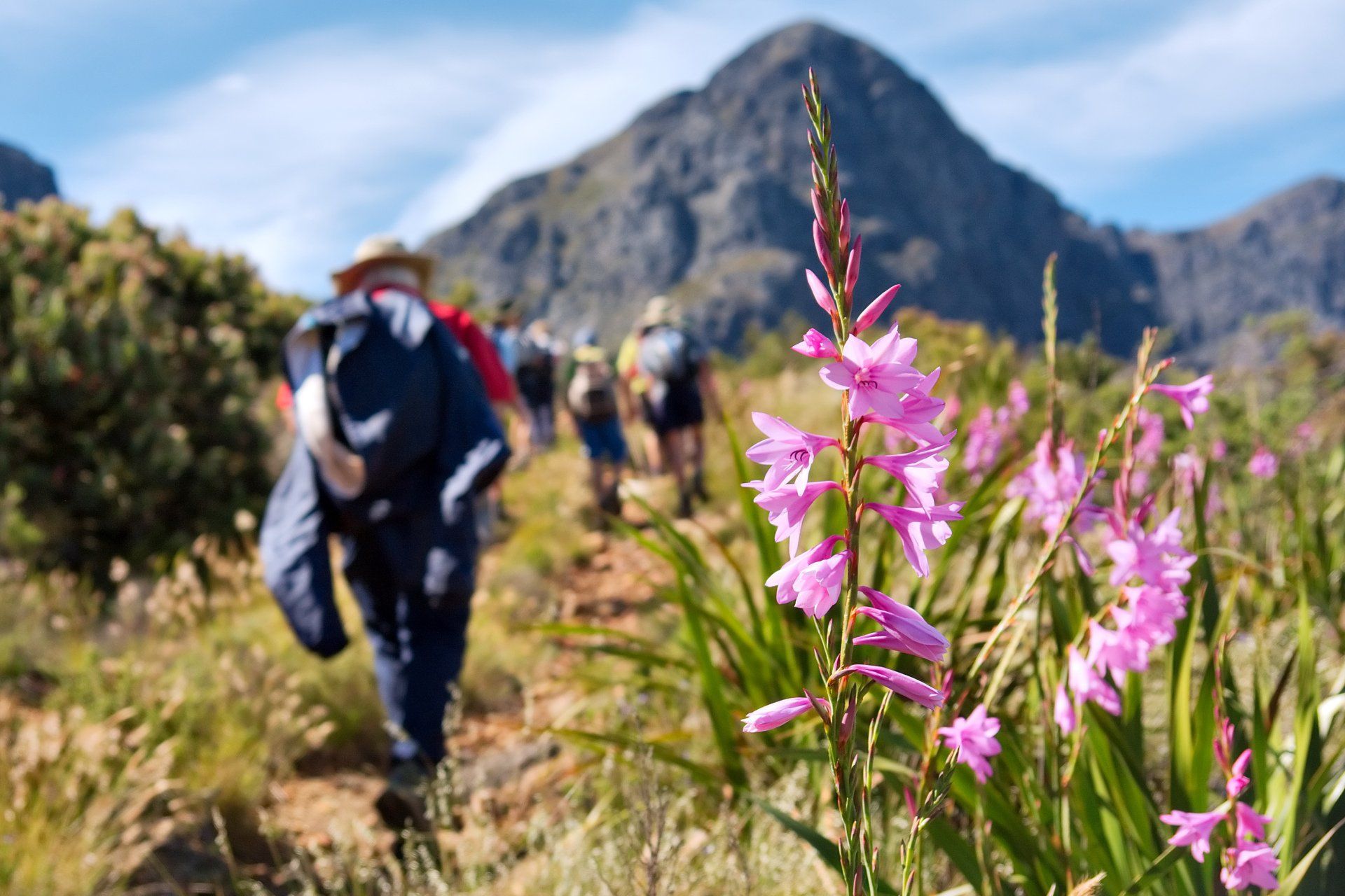 Hikers on a trail with purple flowers in the foreground and mountains in the background on a sunny day.