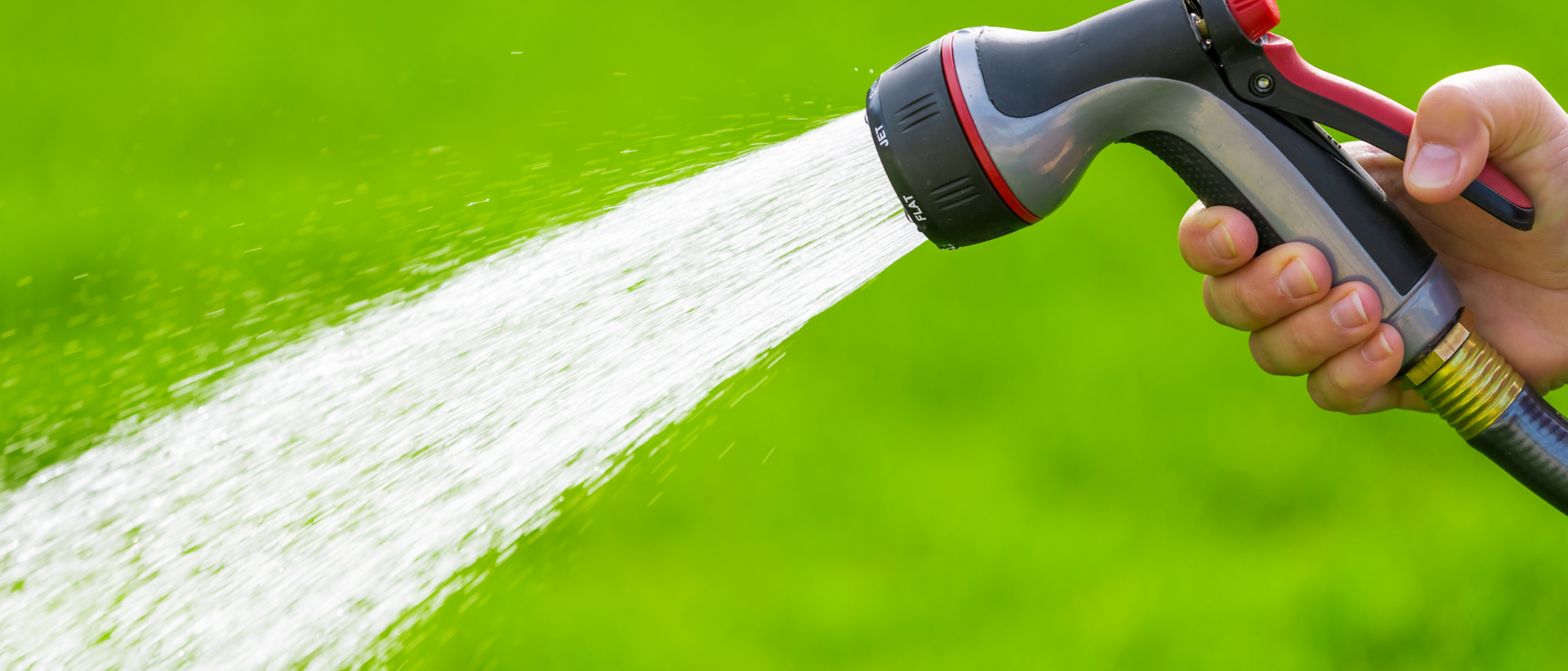 Man watering green lawn with hose on shower setting.