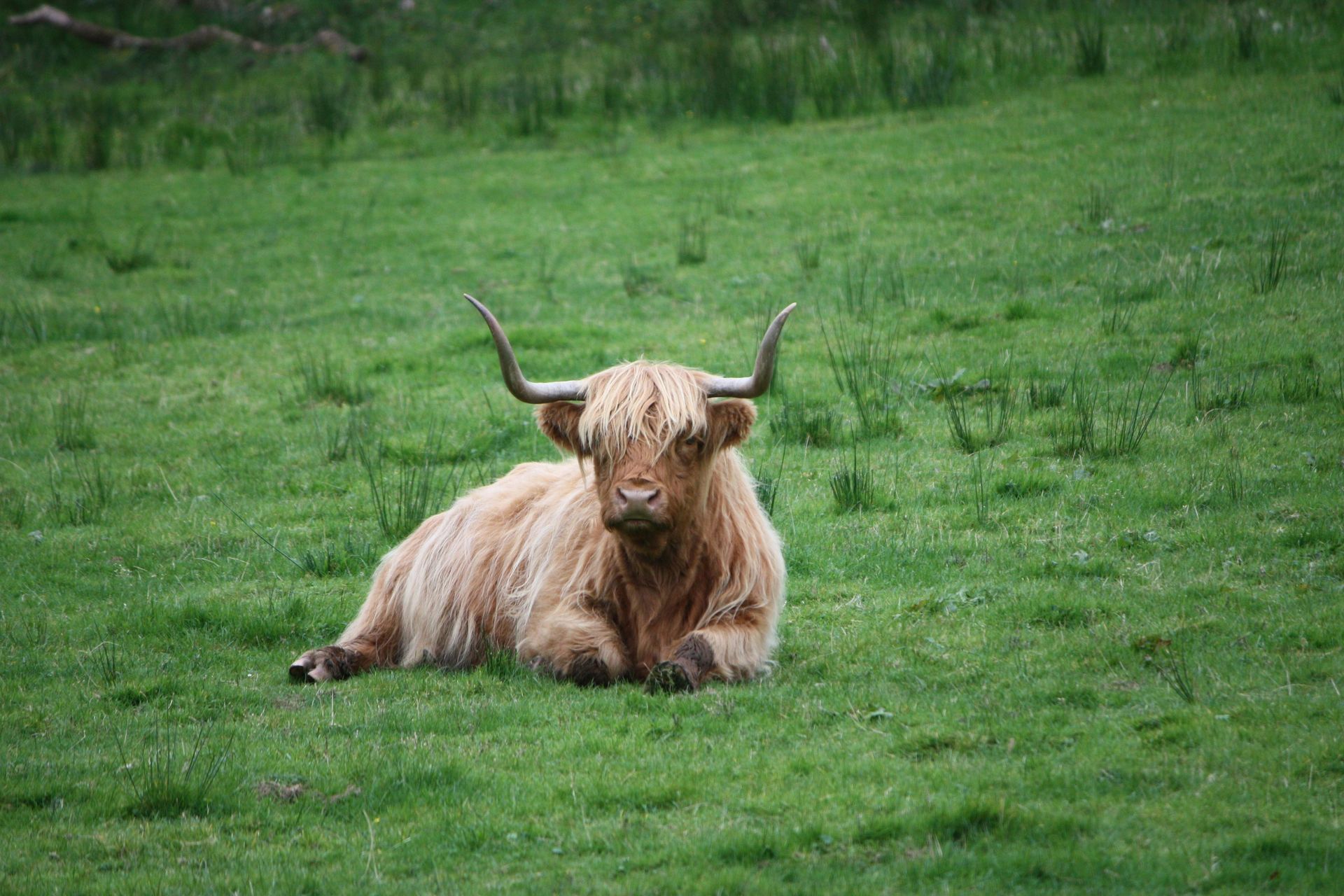 A highland cow is laying down in a grassy field.