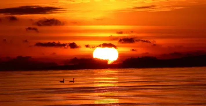 Two ducks are swimming in the water at sunset.