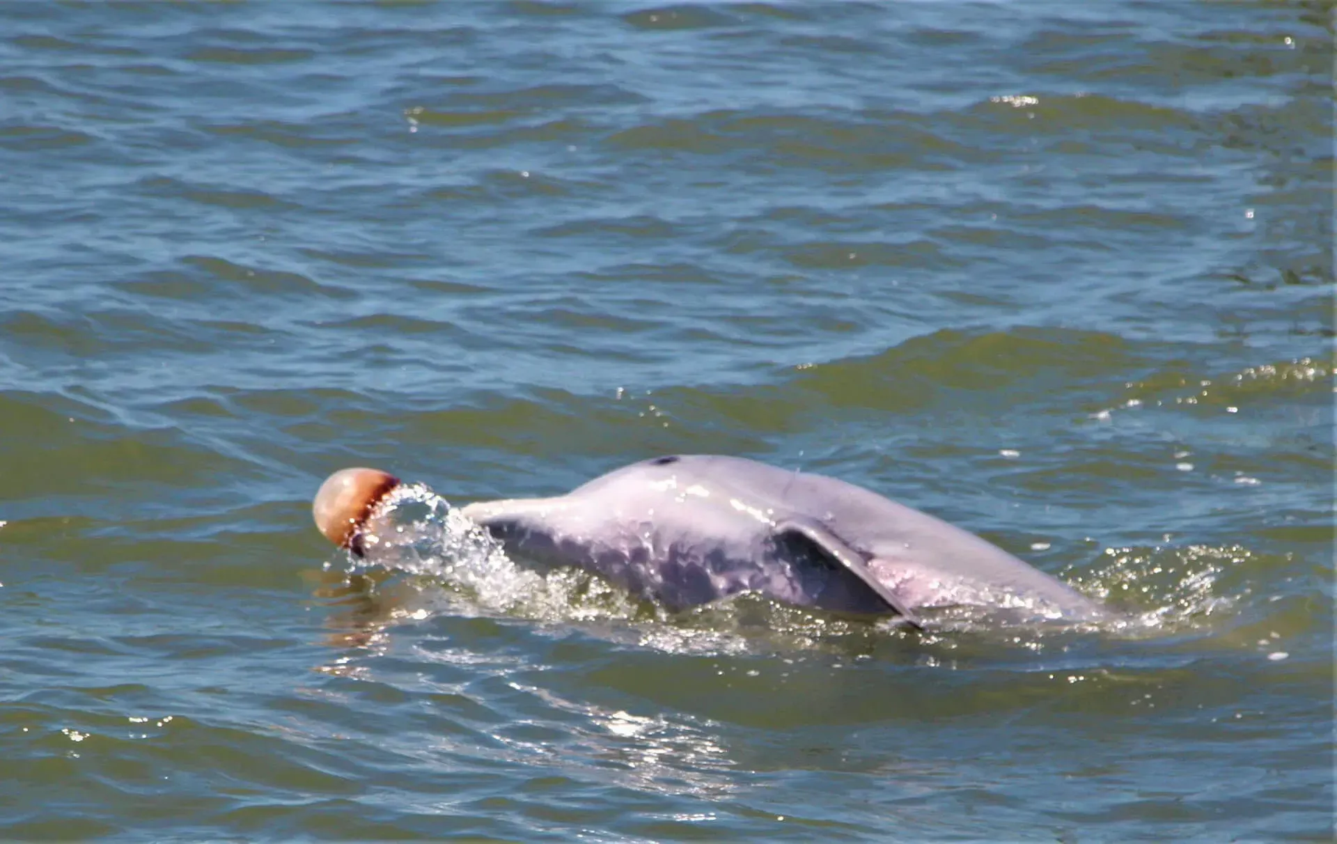 A dolphin is playing with a ball in the water.