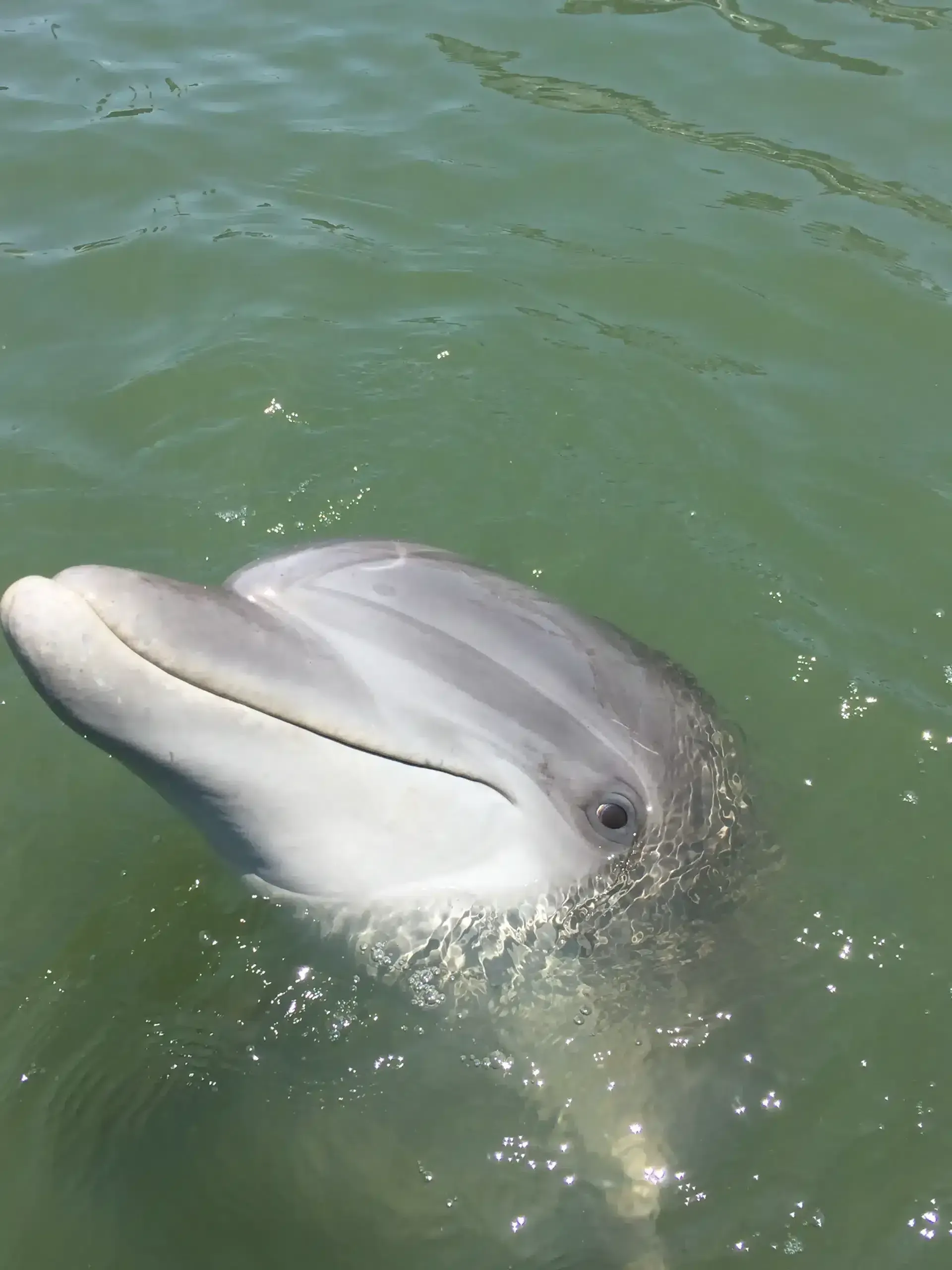 A dolphin is swimming in the water and looking at the camera