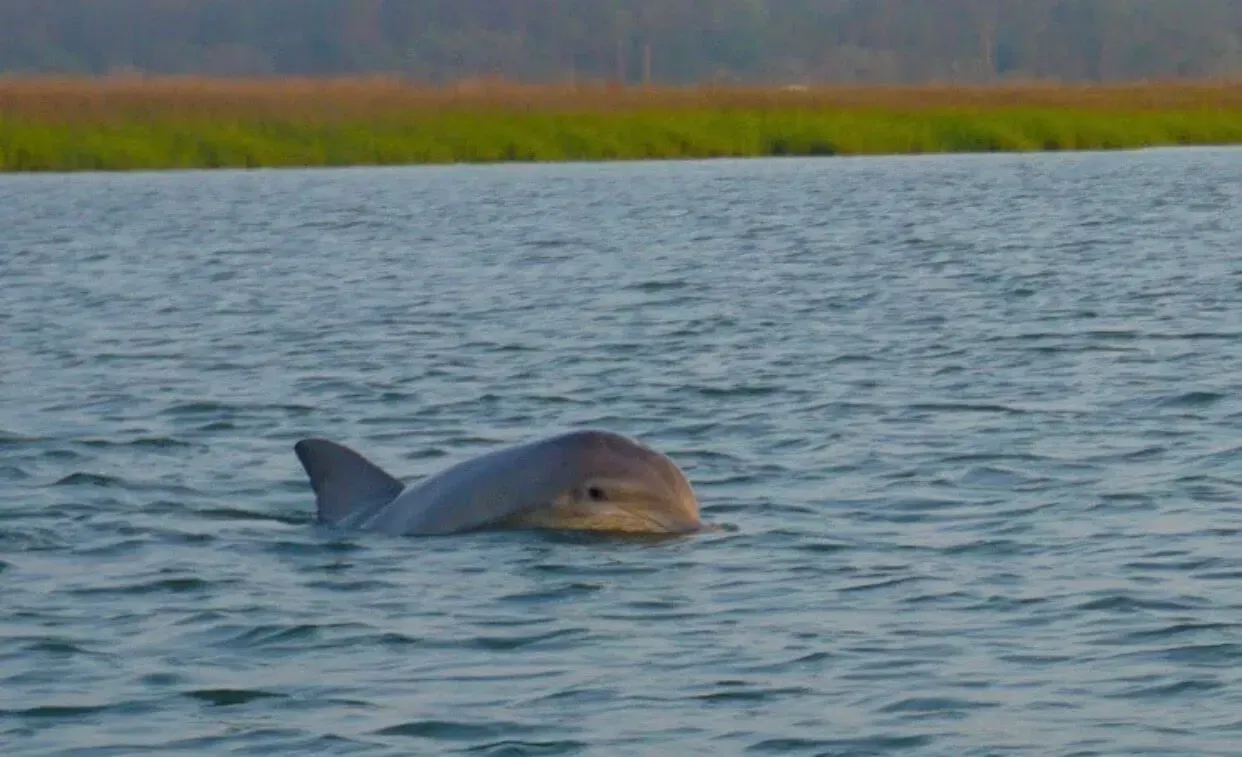 A dolphin is swimming in a body of water.