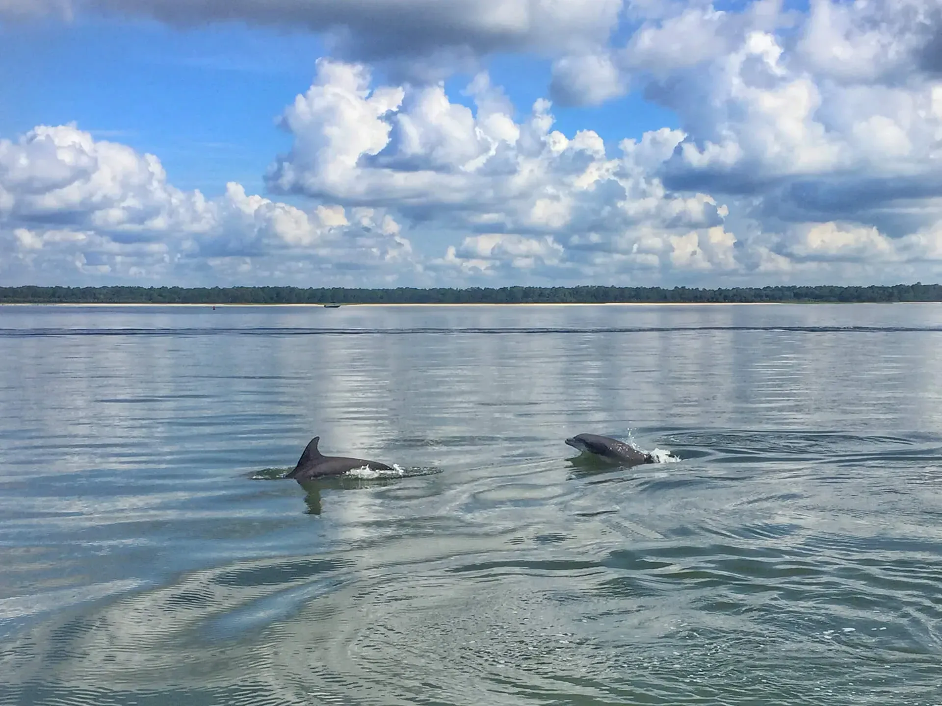 Two dolphins are swimming in the ocean on a cloudy day.