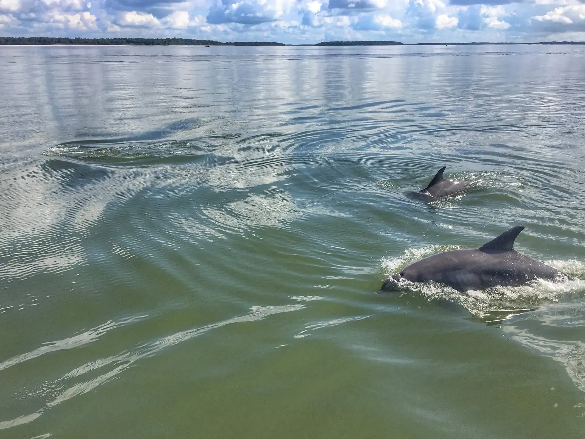 Two dolphins are swimming in the ocean near a boat.