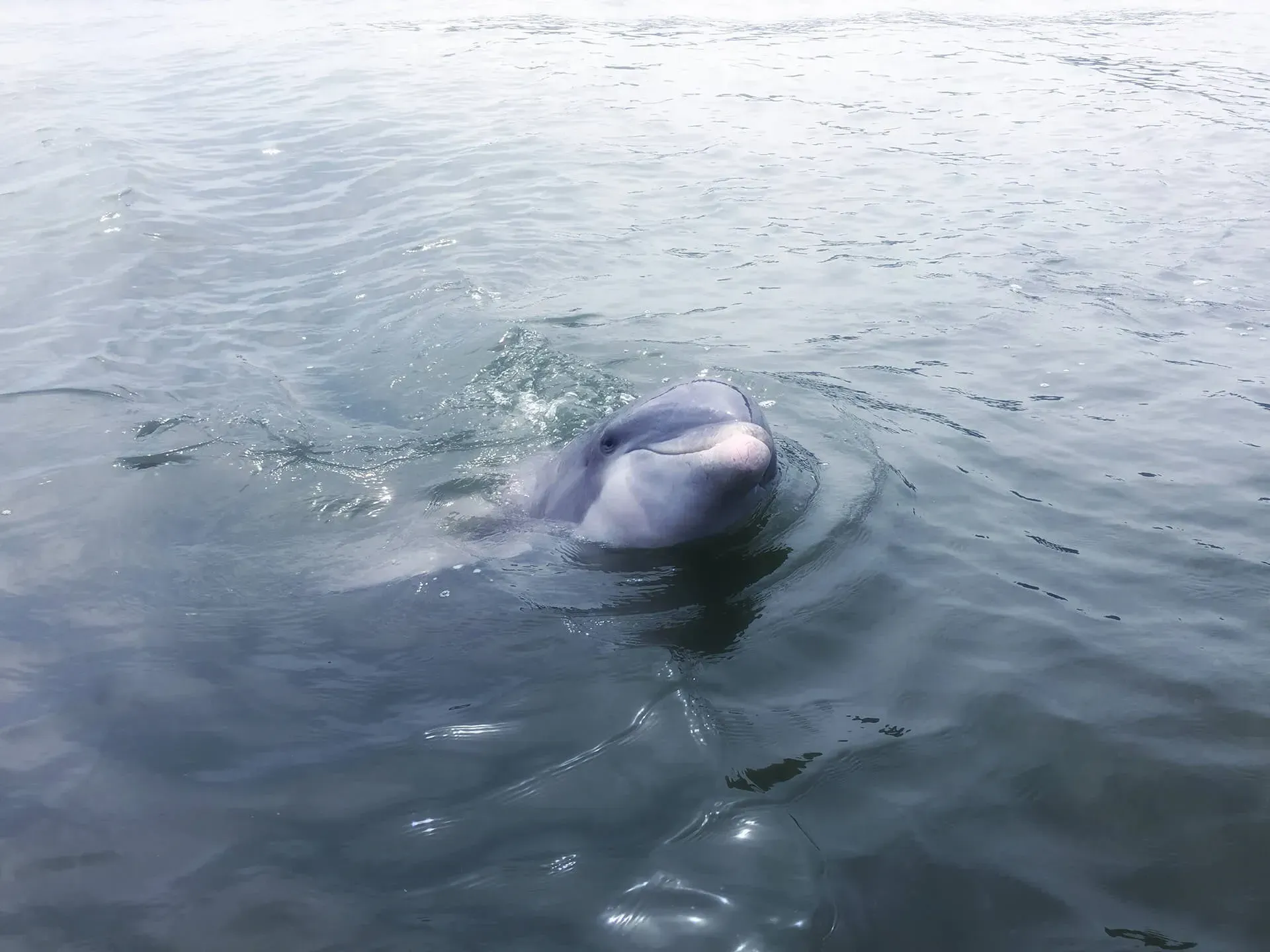 A dolphin is swimming in the water and looking at the camera.