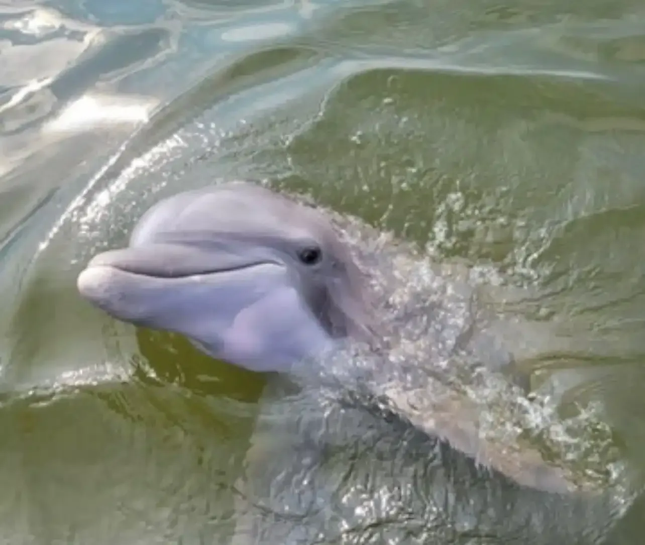 A dolphin is swimming in the water and looking at the camera.